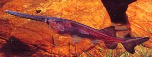 鱼类活化石：匙吻鲟科