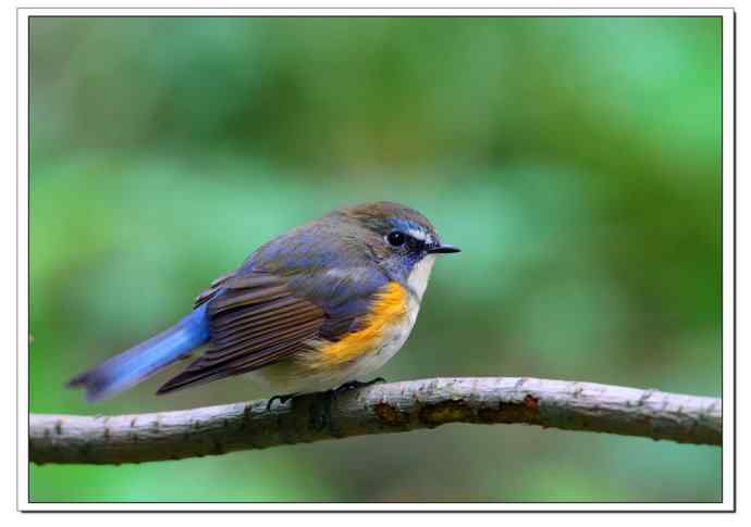 红胁蓝尾小哥哥