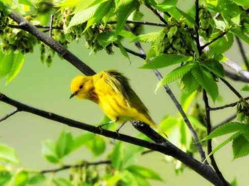 美丽无罪：雀鸟之地莺