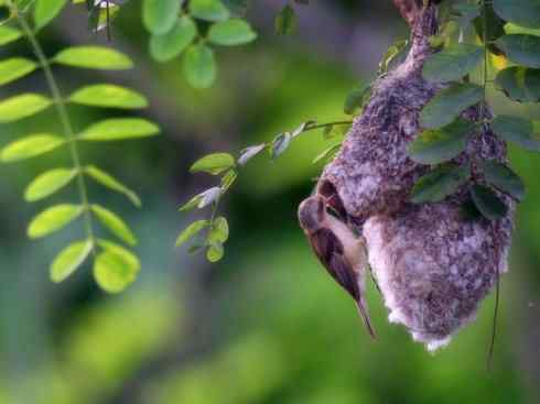 十大鸟类建筑师之二（织布鸟、维达雀）