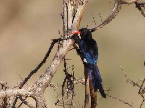 绝色攀禽:戴胜与林戴胜 绝色攀禽:戴胜与林戴胜