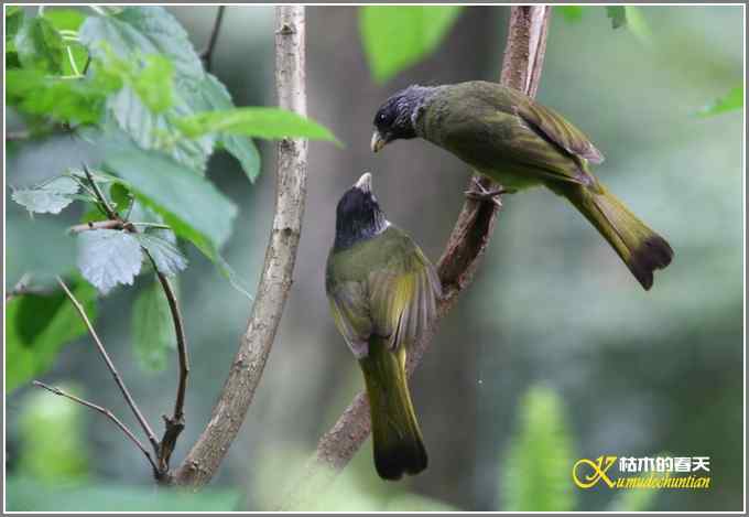 夏天的鈥湸裟疋潯菊掌 夏天的鈥湸裟疋潯菊掌
