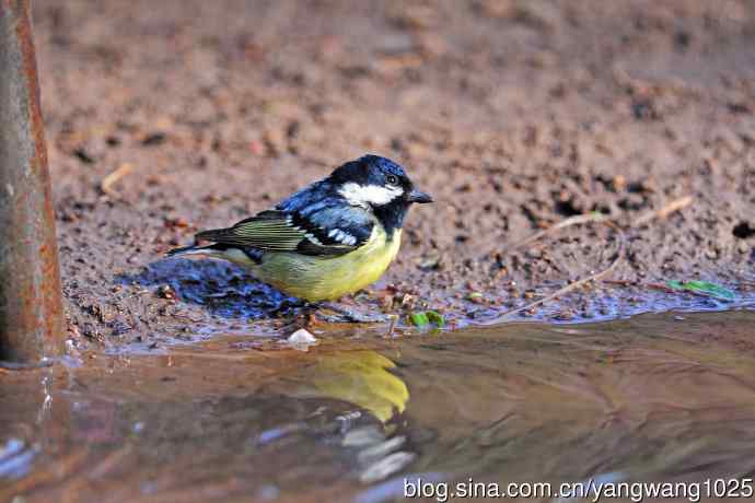 饮水的黄腹山雀