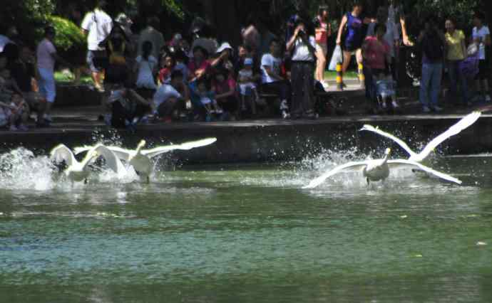 飞（白天鹅） wbr1