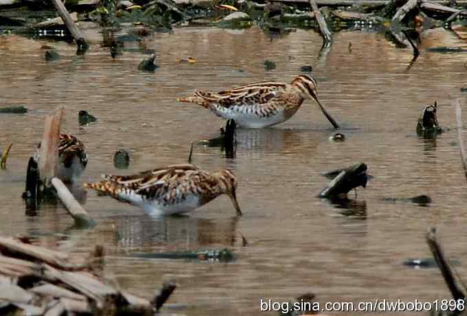 沙河观鸟 沙河观鸟