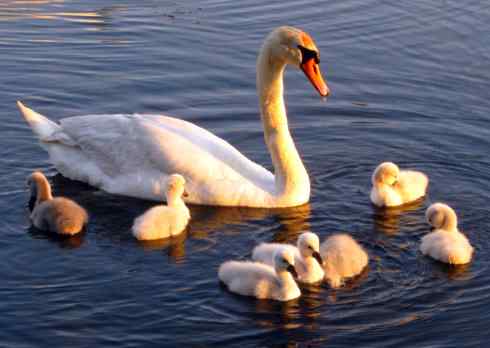 七只小天鹅