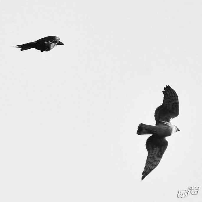 北京西山 wbr路 wbr拦路的乌鸦 北京西山 wbr路 wbr拦路的乌鸦