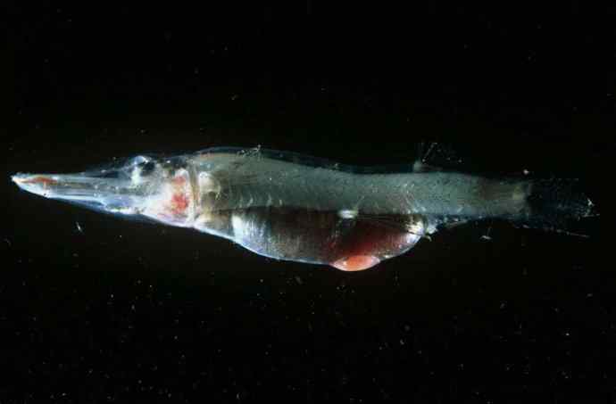 鱼类活化石：长吻银鲛