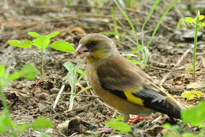 天坛公园寻鸟儿偶遇金翅雀