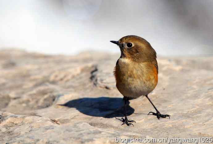 雌性红胁蓝尾鸲(31) 雌性红胁蓝尾鸲(31)