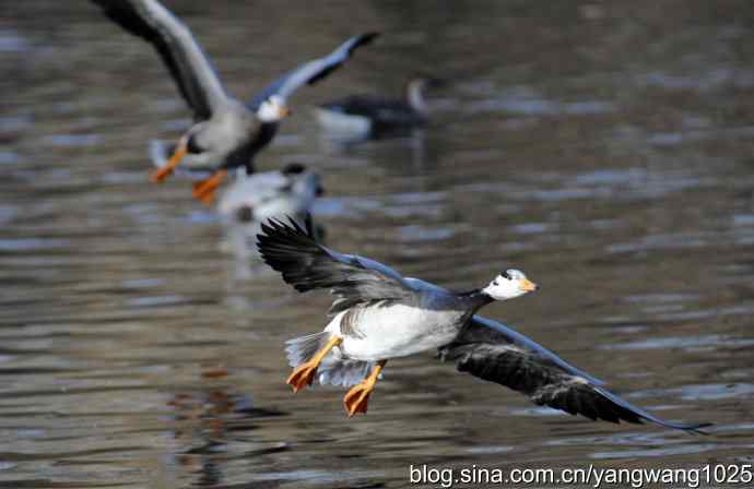 水面飞行的斑头雁