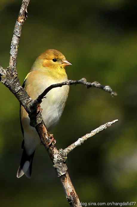 冬日里的美洲金翅雀 冬日里的美洲金翅雀
