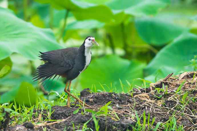 沙河的白胸苦恶鸟