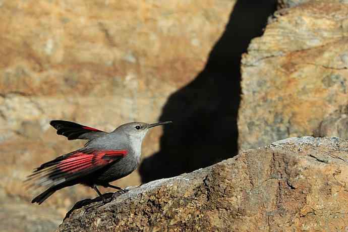 明星鸟鈥斺敽斐嵝谌