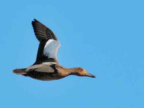 雁鸭之最之八（海番鸭、琵嘴鸭、绿翅鸭、鹊鸭）