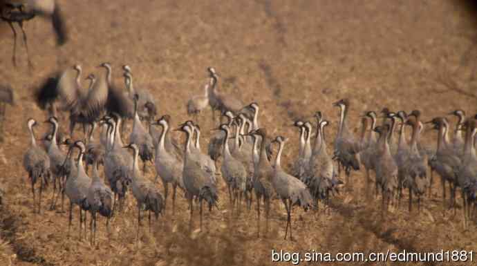 野外的珍禽丹顶鹤-穷人大炮及望远镜拍摄