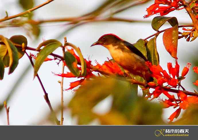 云南拍鸟打个总结：记录鸟片十四种