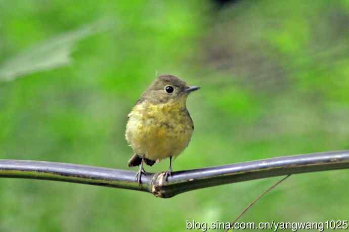 雌性绿背姬鶲（13）