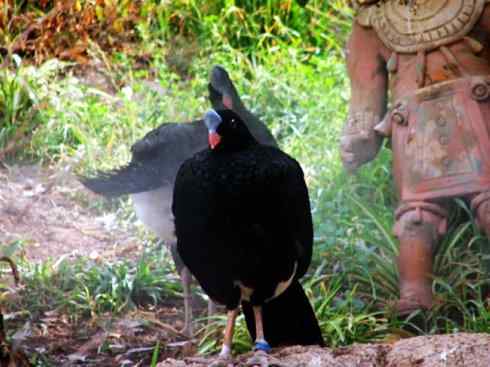 奇特的盔：盔凤冠雉