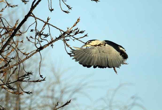 北京动物园的鸟类——飞（夜鹭）40