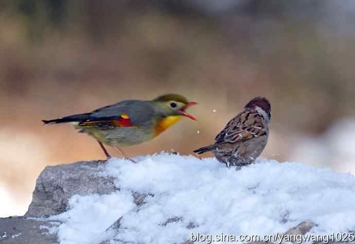 相思鸟 wbr2 相思鸟 wbr2