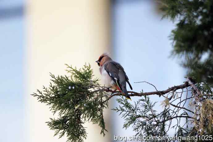 美吗?（太平鸟梳理篇）3