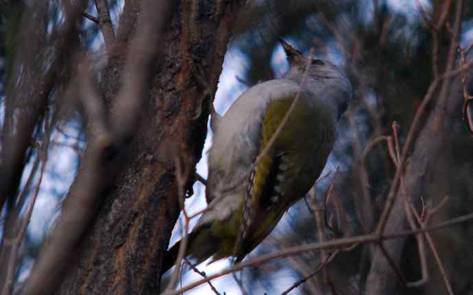 北京植物园赏鸟（十六），灰头绿啄木鸟（组图）