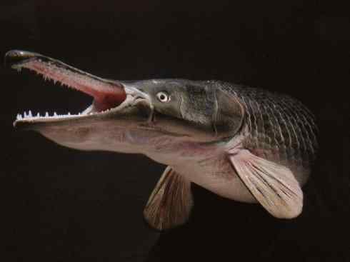 鱼类活化石：鳄雀鳝