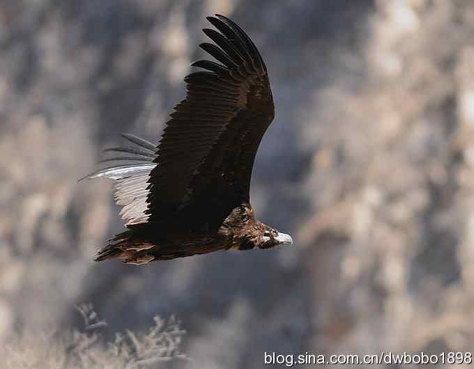 走近秃鹫:一段撼人心魄的拍摄经历 走近秃鹫:一段撼人心魄的拍摄经历