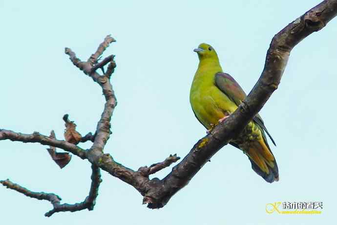 云南拍鸟的几张记录片 云南拍鸟的几张记录片