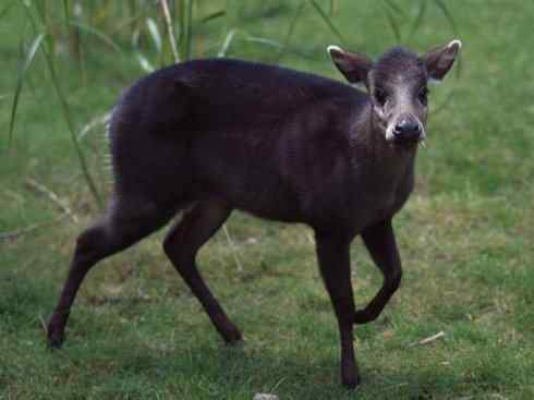 麒麟：传说的兽原型探秘（麋鹿）