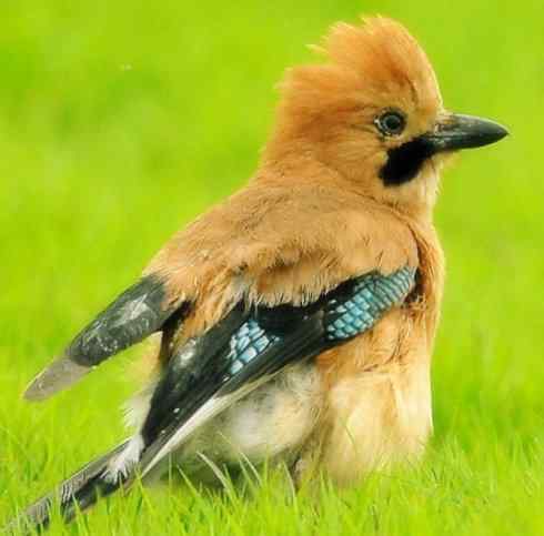 家禽驯化之源之二十九