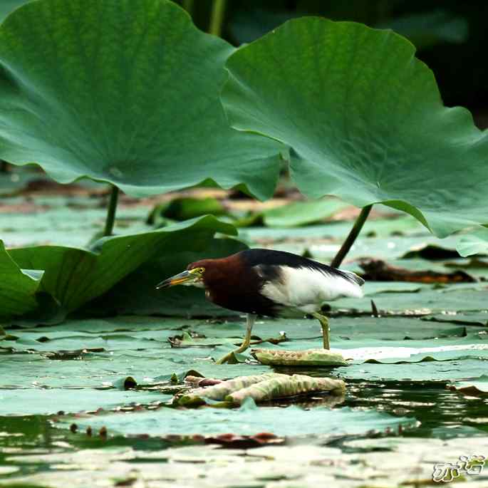 圆明园&nbsp;wbr路&nbsp;wbr池鹭抓了条大鱼