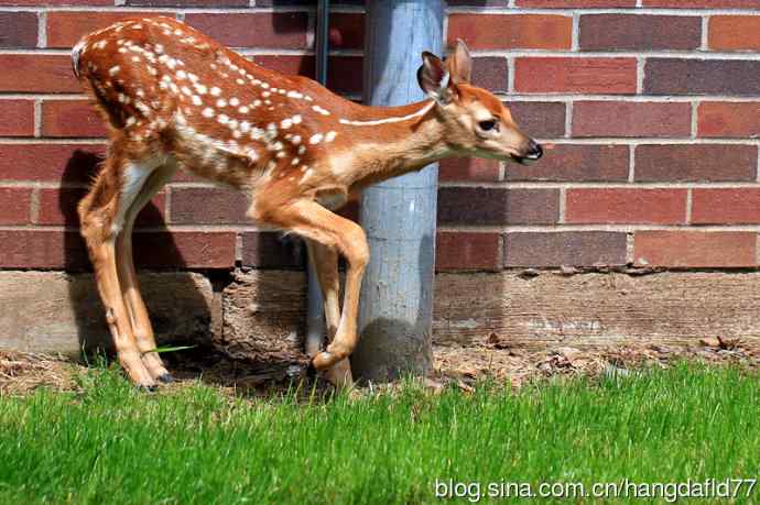 误入校园的小鹿