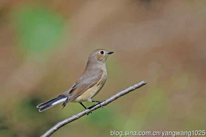 秋天的红喉姬鹟（11）