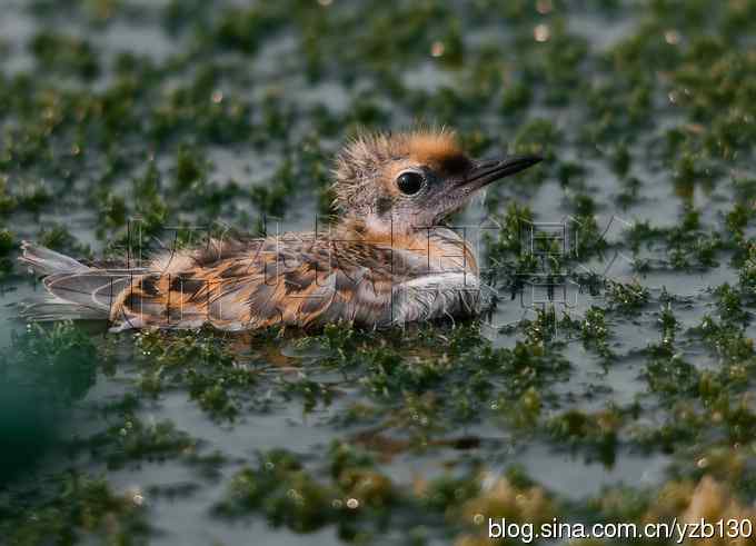这世界，我来了！任凭风暴漩涡鈥︹Γㄗ橥迹25张图片）