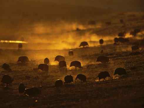 奇特的盔：盔珠鸡