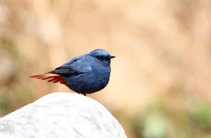 洋县两天观鸟,秦岭如此美妙! 洋县两天观鸟,秦岭如此美妙!