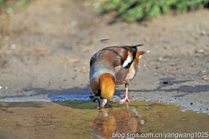 北京天坛公园的鸟类——锡嘴雀（4）