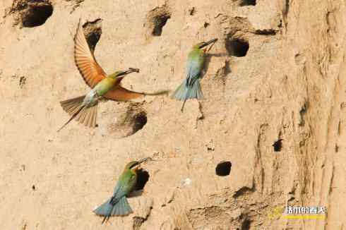 育雏期的鈥溊鹾矸浠⑩