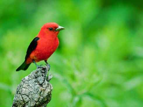 极品红色鸟类：猩红比蓝雀