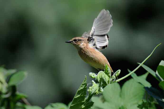 黑喉石鵖俏枝头