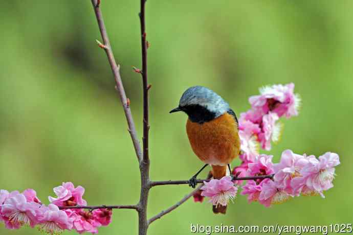 雄性北红尾鸲（26）