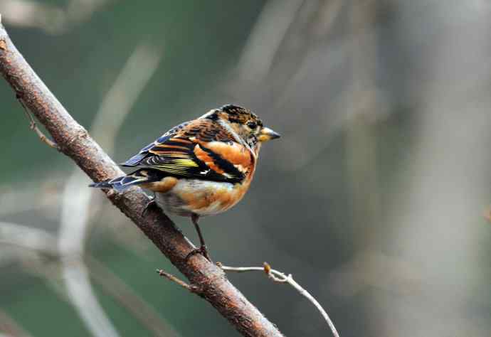 燕雀(抓拍)7 燕雀(抓拍)7