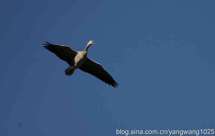 飞 wbr(斑头雁) wbr2 飞 wbr(斑头雁) wbr2