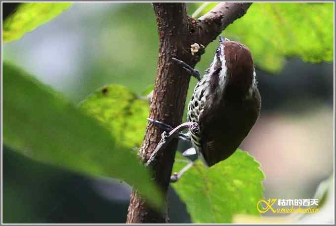 红胁绣眼•方尾鶲•斑姬啄木鸟【照片】 红胁绣眼•方尾鶲•斑姬啄木鸟【照片】