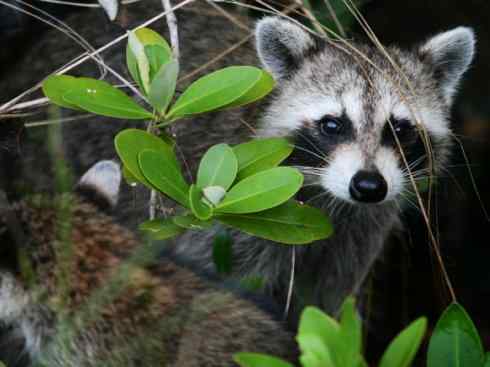 动物世界：山寨还是原创？