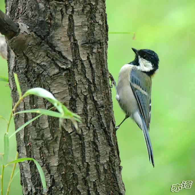圆明园&nbsp;wbr路&nbsp;wbr大山雀