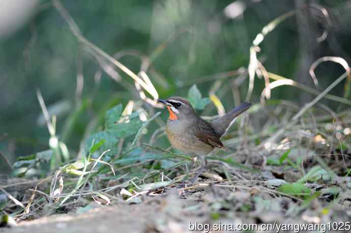 红喉歌鸲（13）