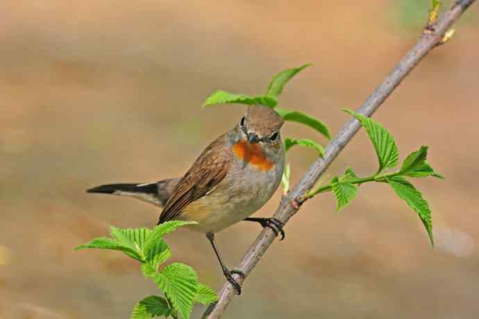 雄性红喉姬鹟（1）